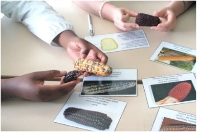 Des plantes et des hommes - illustration