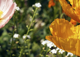 Fleurs de printemps