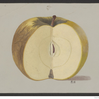Dessin ancien d'une pomme atteinte de la maladie Scald.