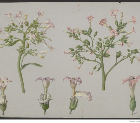 Dessin ancien représentant des fleurs de tabac  